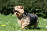 NORFOLK TERRIER 086